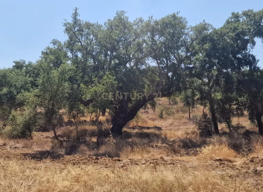 Herdade para produção de cortiça - Image 2