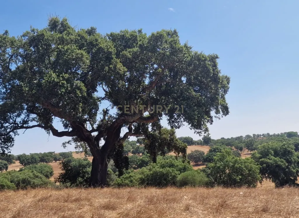 Herdade para produção de cortiça - Image 5