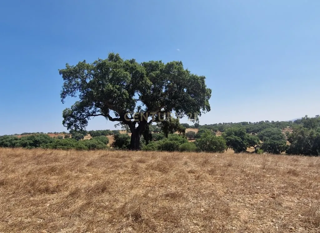 Herdade para produção de cortiça - Image 1