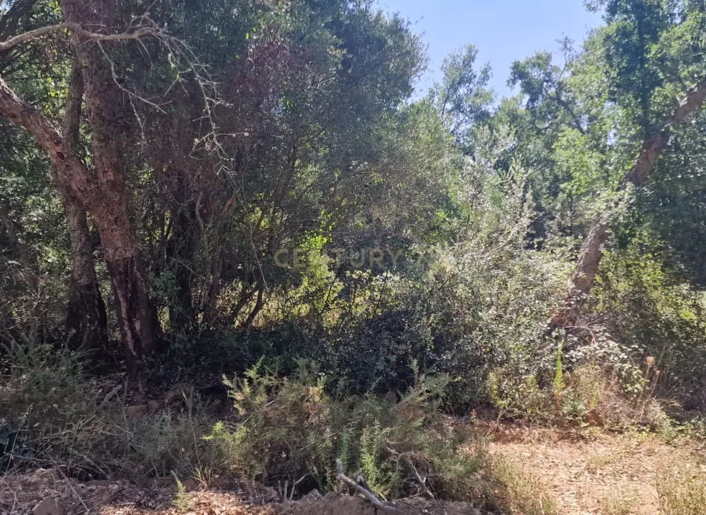 Herdade para produção de cortiça - Image 7