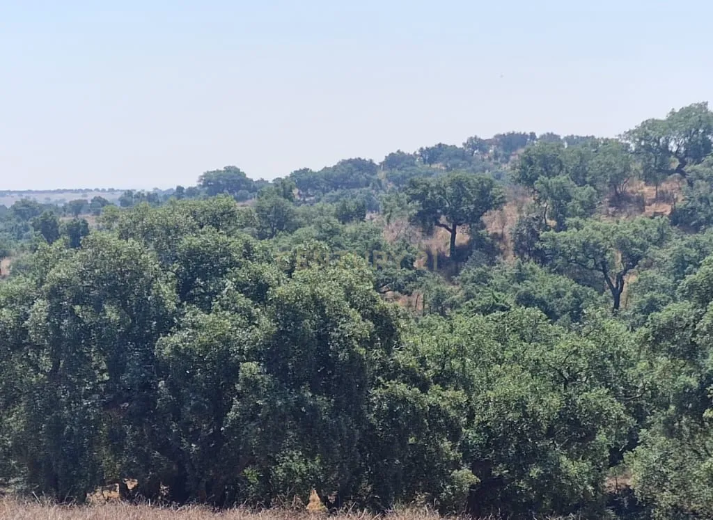 Herdade para produção de cortiça - Image 6