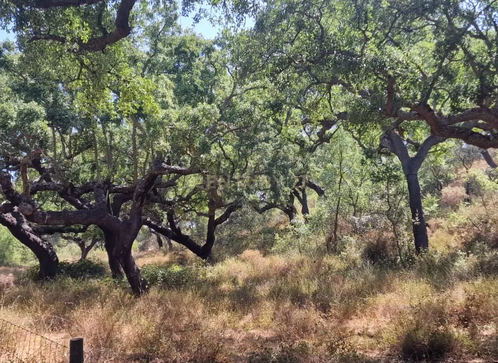Herdade para produção de cortiça - Image 10