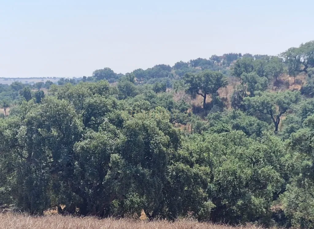 Herdade para produção de cortiça - Image 11