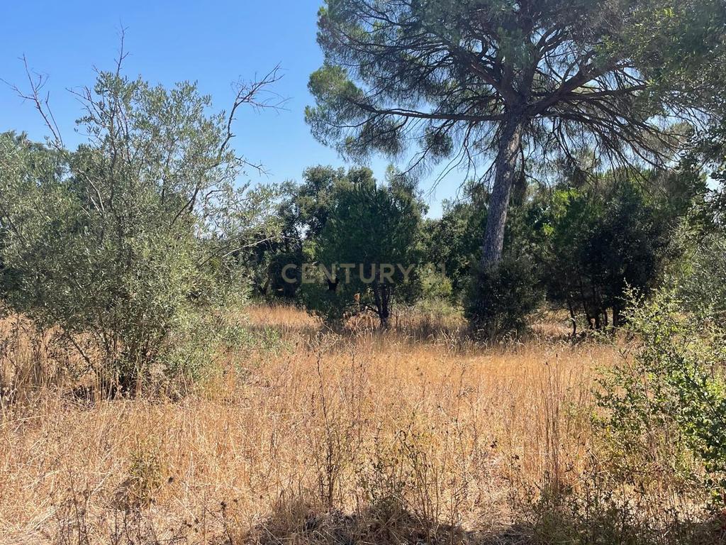 Carapeta e Olival - Terreno rústico com área de74.500m2, com poço e árvores, PIP e situado junto a Montemor-o-Novo - Image 1
