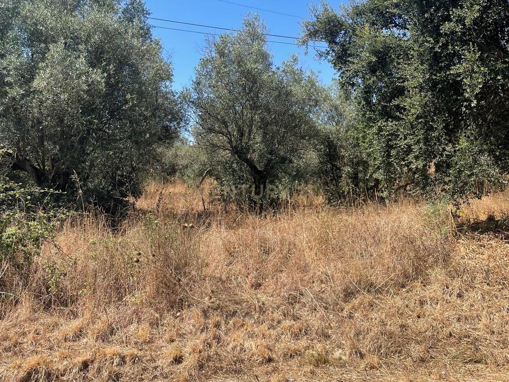 Carapeta e Olival - Terreno rústico com área de74.500m2, com poço e árvores, PIP e situado junto a Montemor-o-Novo - Image 18