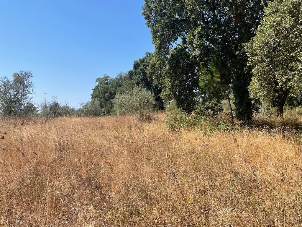 Carapeta e Olival - Terreno rústico com área de74.500m2, com poço e árvores, PIP e situado junto a Montemor-o-Novo - Image 12
