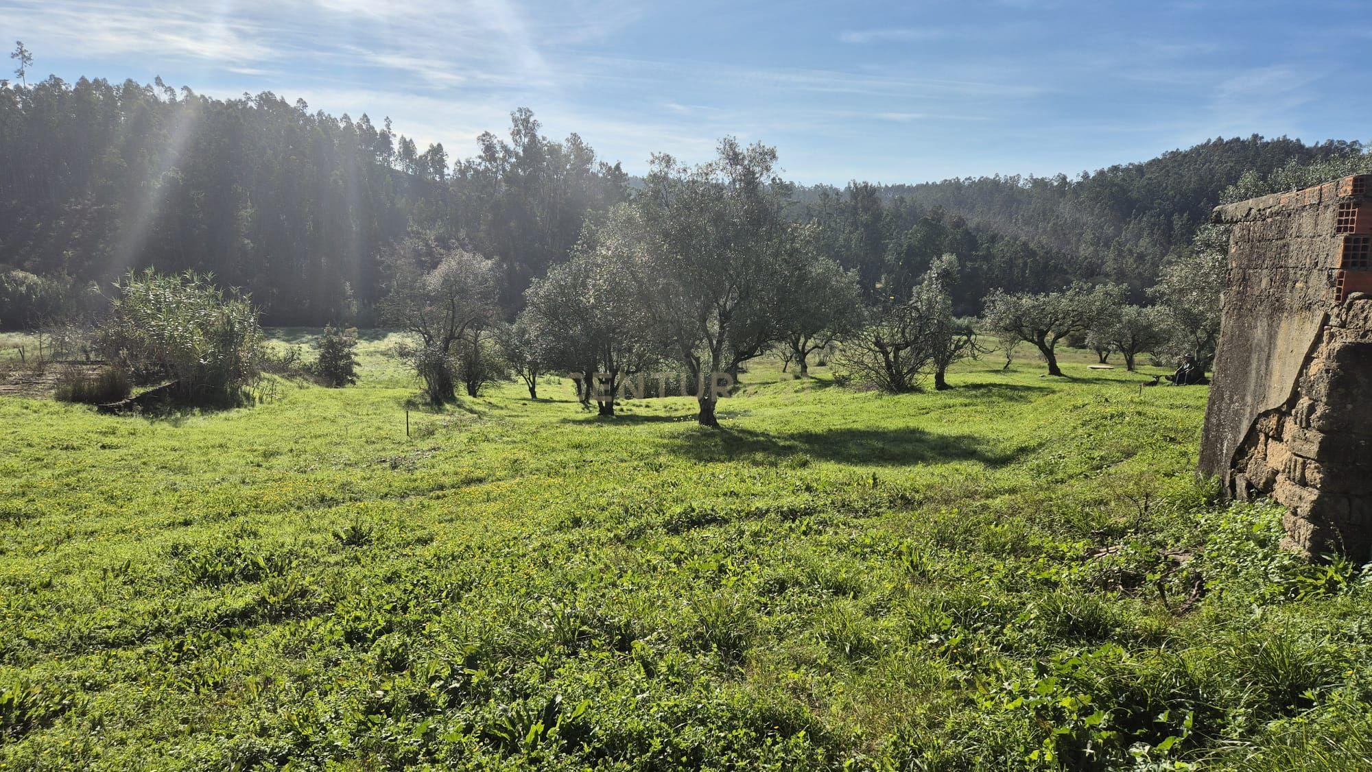 Moradia em Ribeira da Mata Vila Nova de Anços, Soure - Image 36