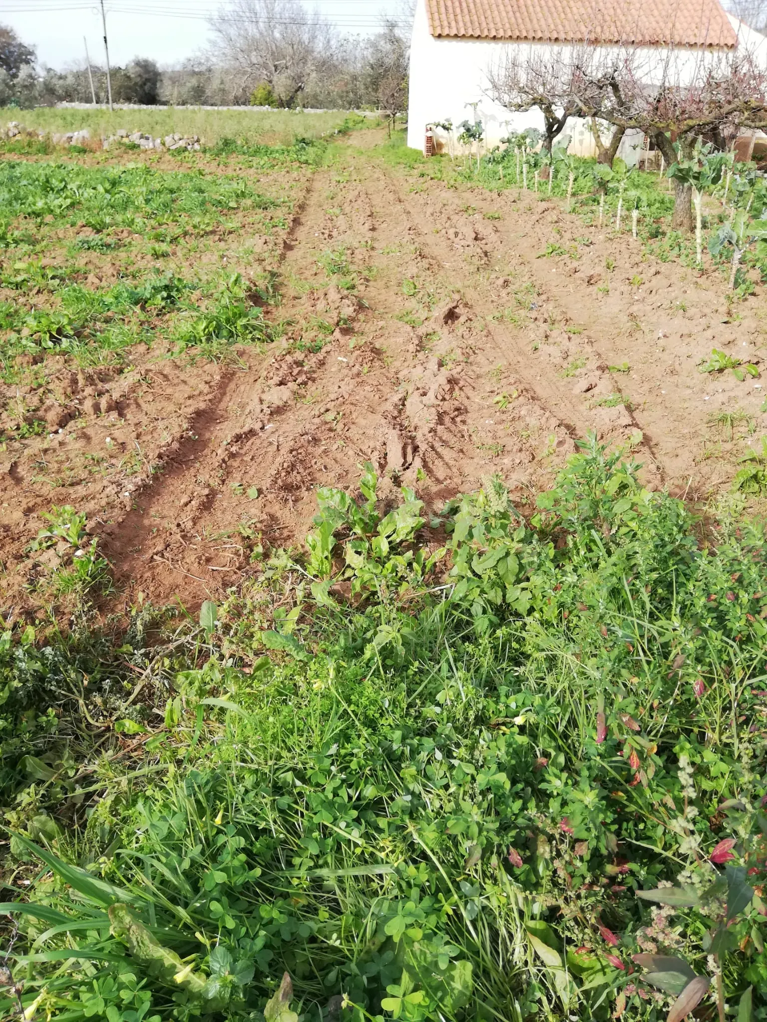 Terreno Urbano em Casais de Santa Teresa - Image 3