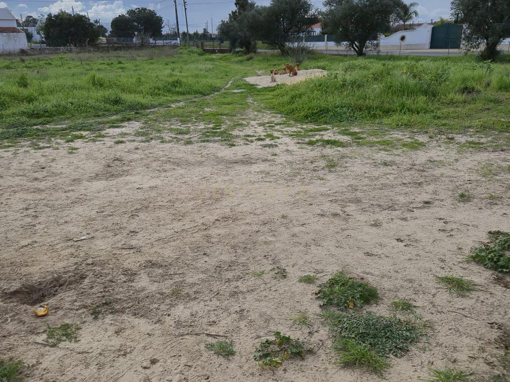 Lote com 2 Moradias inseridas num terreno de  10.000m²  - Image 24