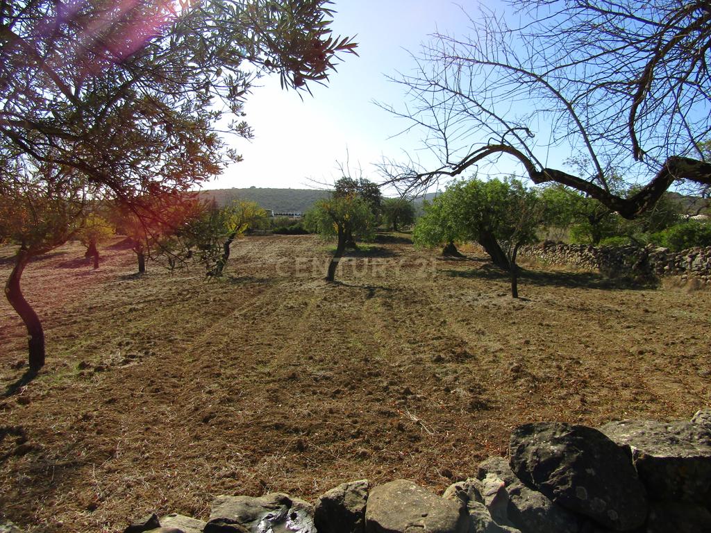 Terreno Misto em S.Brás do Alportel - Image 4