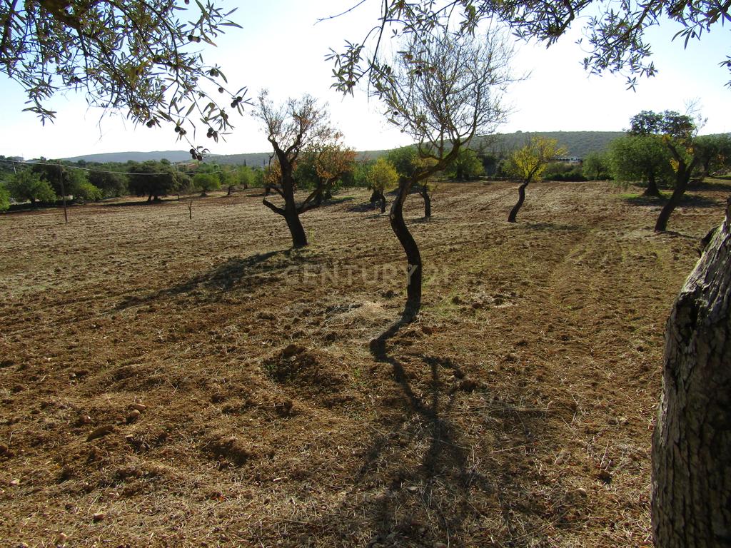 Terreno Misto em S.Brás do Alportel - Image 5