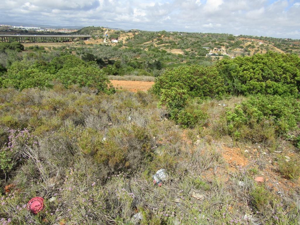 Terreno Misto com 15400m2 - Vales de Pêra - Image 4
