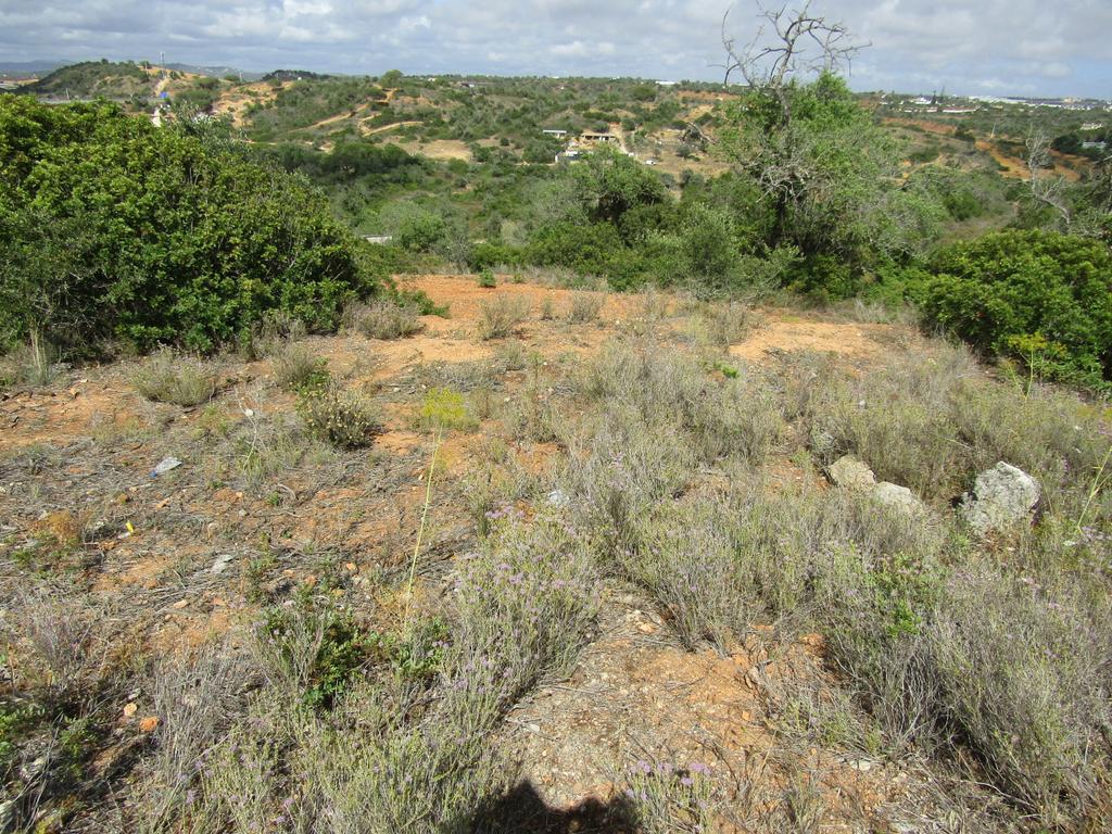 Terreno Misto com 15400m2 - Vales de Pêra - Image 5