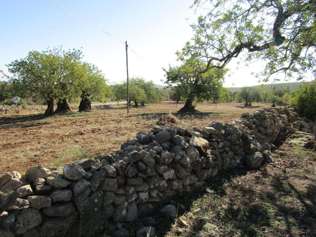 Terreno Misto em S.Brás do Alportel - Image 7