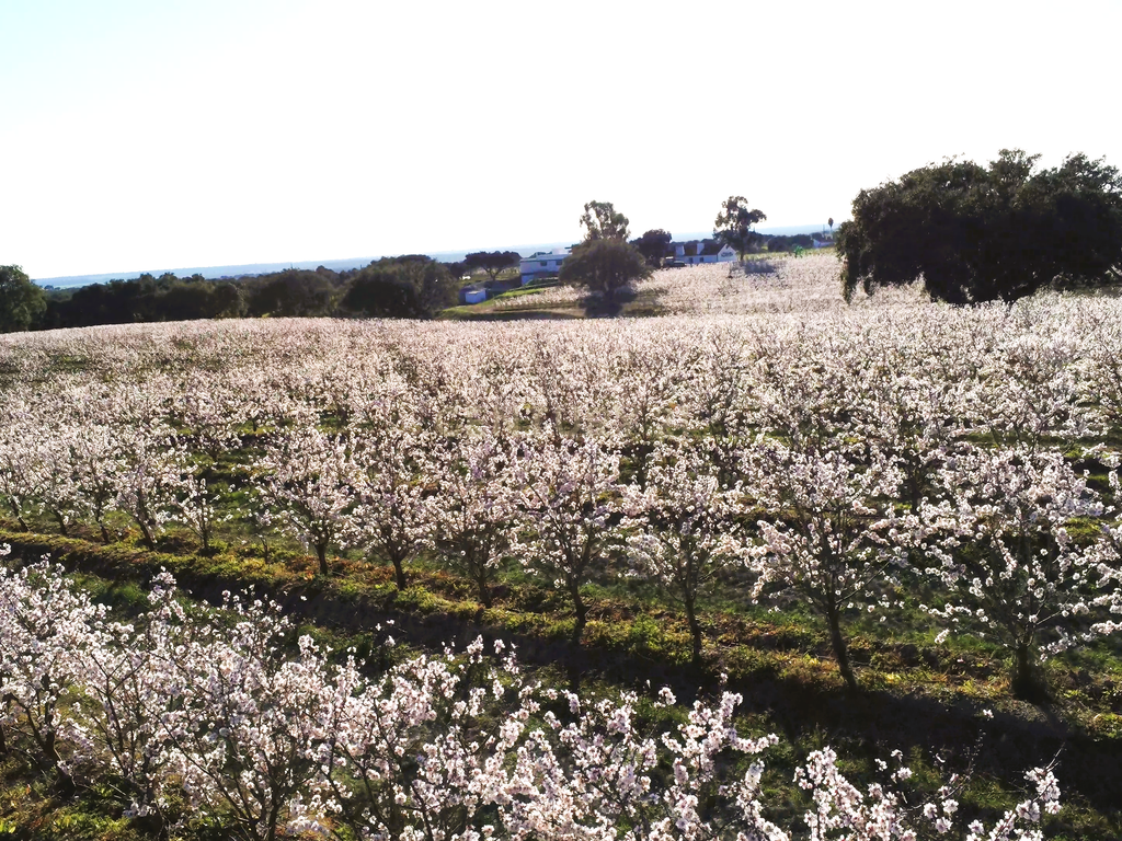 Quinta com 14,9 Hectares em Foros de Vale de Figueira , concelho de Montemor-o-Novo, distrito de Évora - Image 3