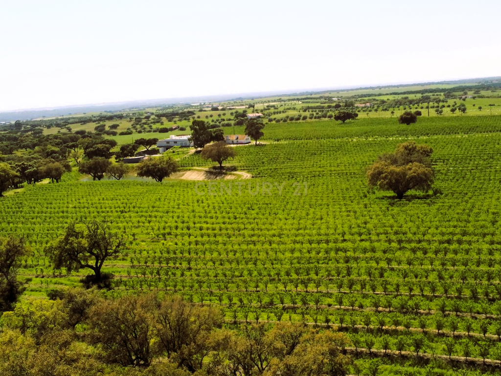 Quinta com 14,9 Hectares em Foros de Vale de Figueira , concelho de Montemor-o-Novo, distrito de Évora - Image 1