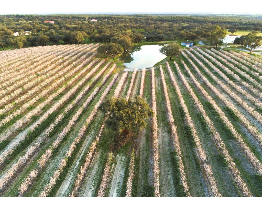 Quinta com 14,9 Hectares em Foros de Vale de Figueira , concelho de Montemor-o-Novo, distrito de Évora - Image 2
