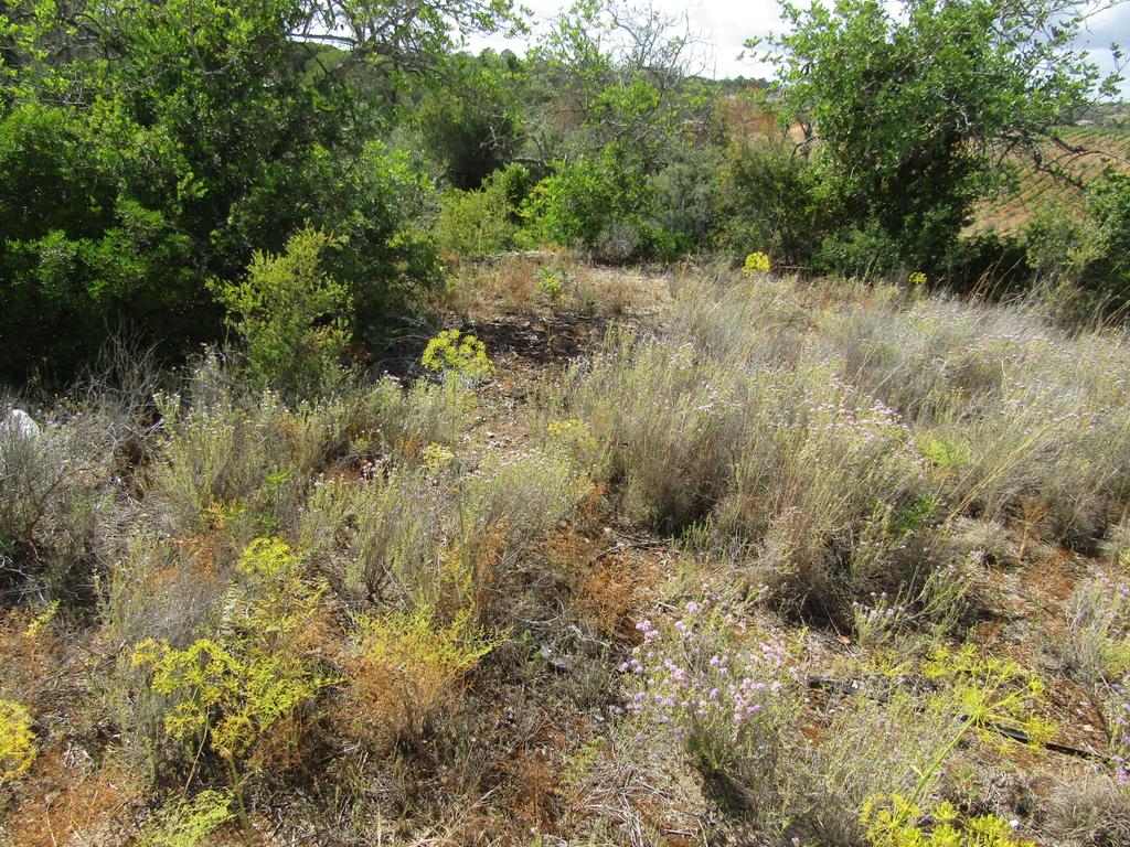 Terreno Misto com 15400m2 - Vales de Pêra - Image 11