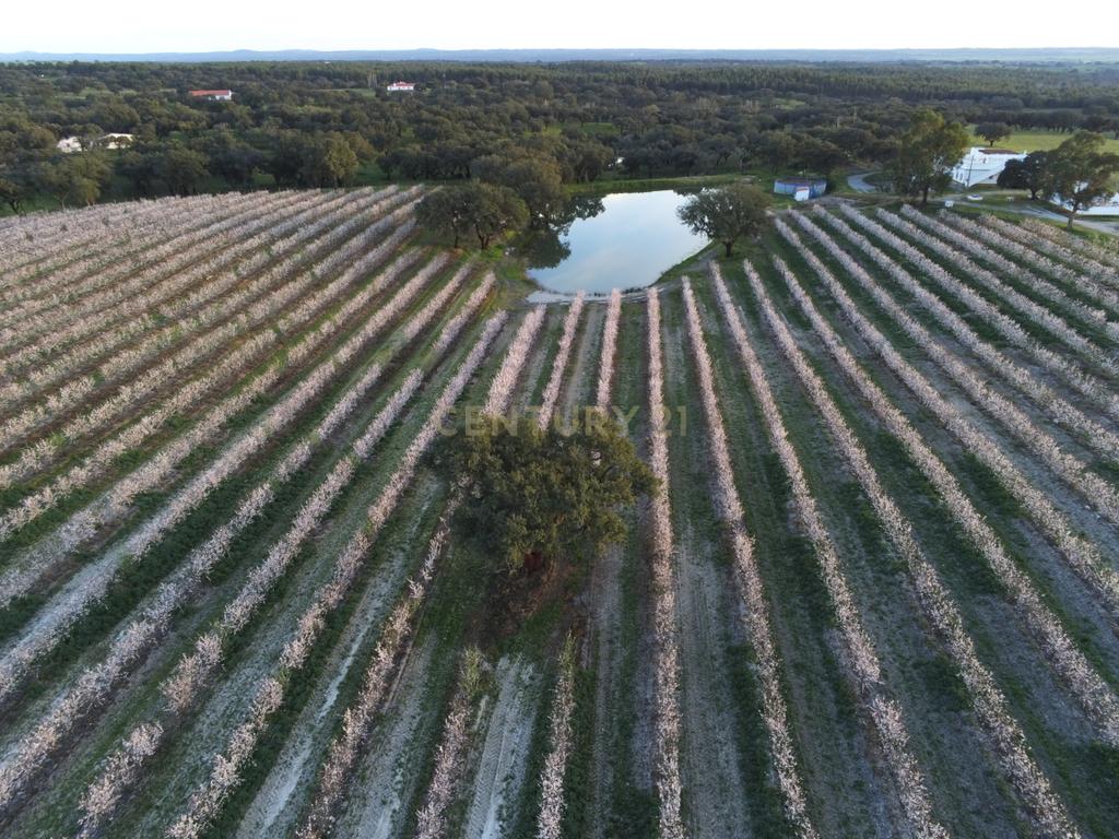 Quinta com 14,9 Hectares em Foros de Vale de Figueira , concelho de Montemor-o-Novo, distrito de Évora - Image 6