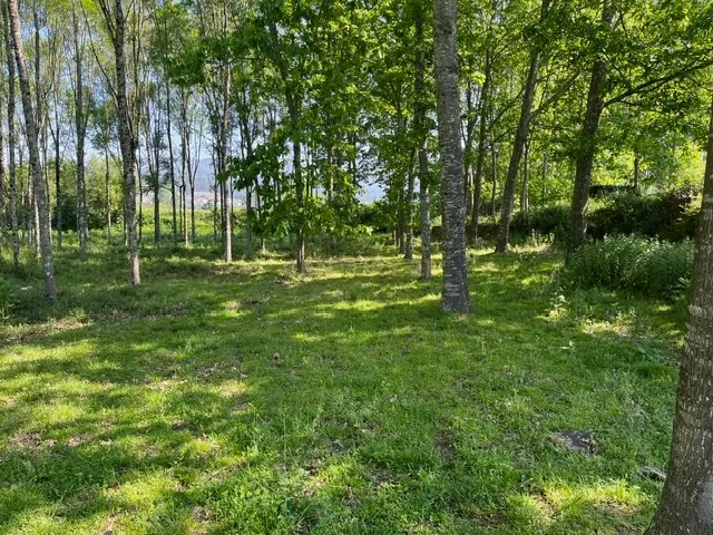 Terreno Rústico à Venda em Perozelo, Penafiel – Perfeito para Moradia - Image 11
