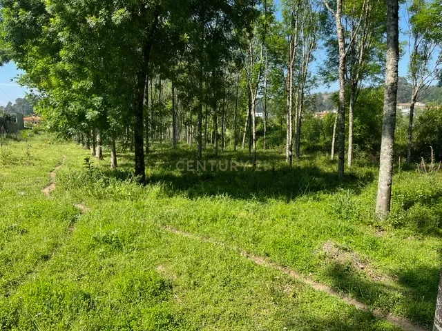 Terreno Rústico à Venda em Perozelo, Penafiel – Perfeito para Moradia - Image 9