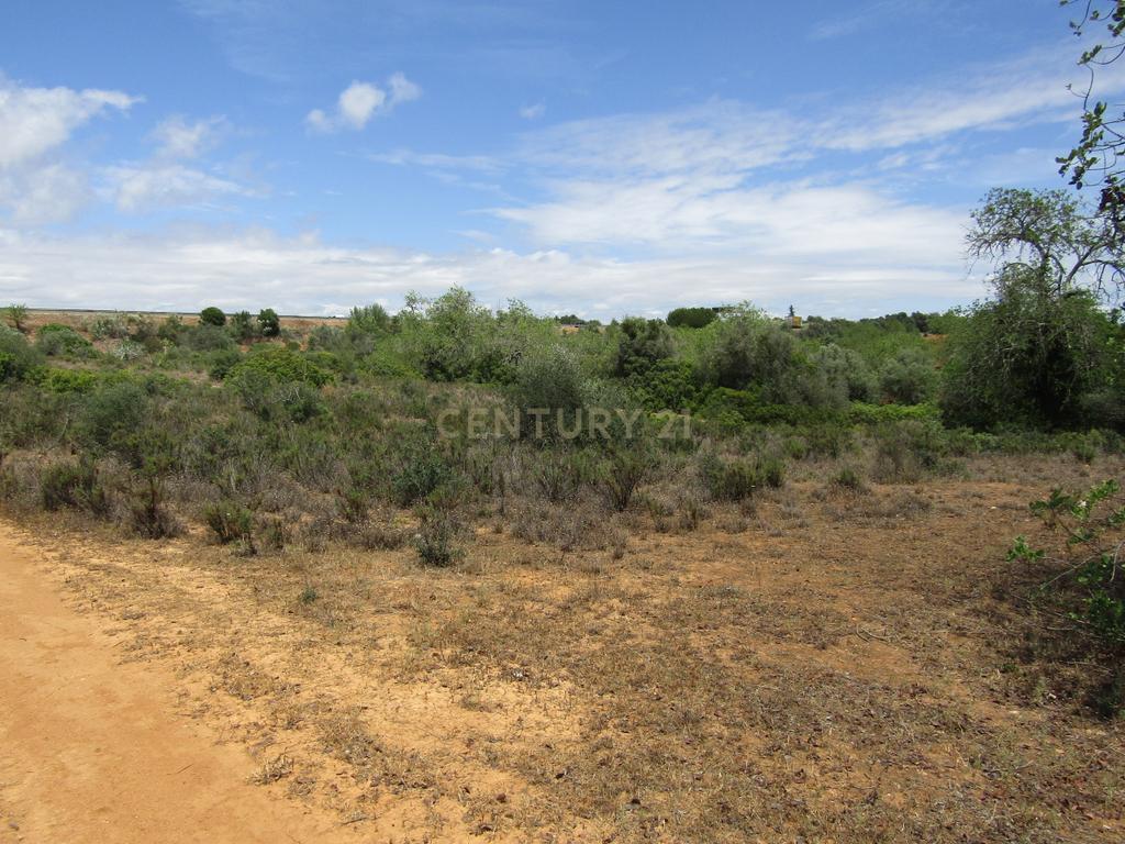 Terreno Rústico - Image 4