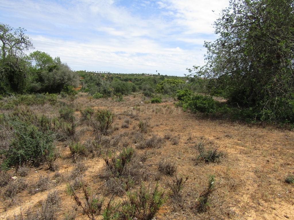 Terreno Rústico - Image 5
