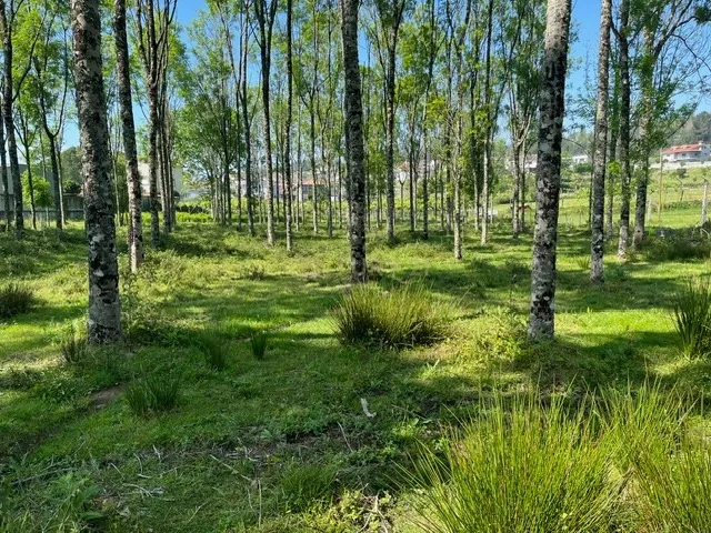 Terreno Rústico à Venda em Perozelo, Penafiel – Perfeito para Moradia - Image 22