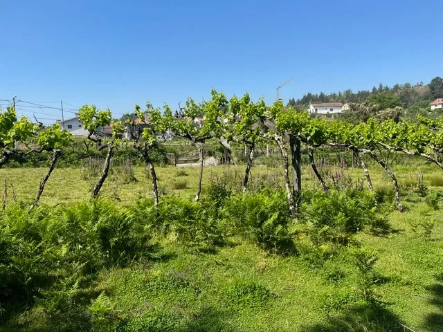 Terreno Rústico à Venda em Perozelo, Penafiel – Perfeito para Moradia - Image 27