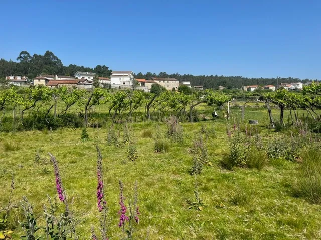Terreno Rústico à Venda em Perozelo, Penafiel – Perfeito para Moradia - Image 33