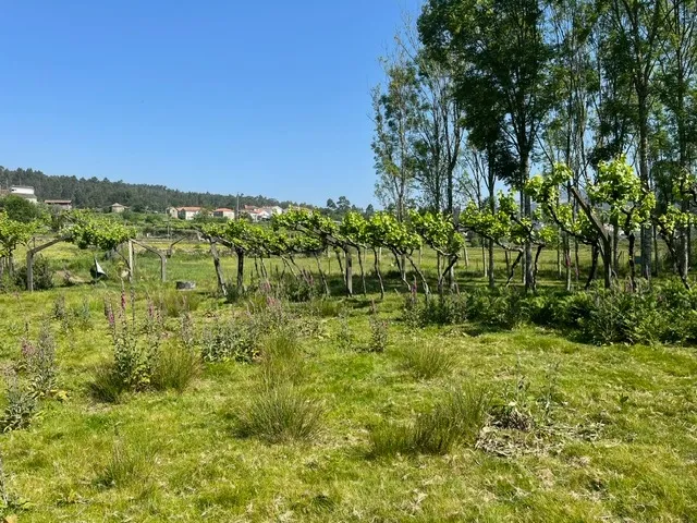 Terreno Rústico à Venda em Perozelo, Penafiel – Perfeito para Moradia - Image 34