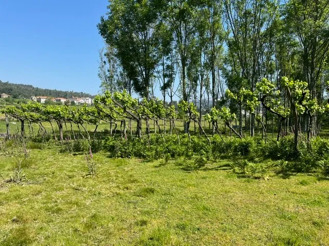 Terreno Rústico à Venda em Perozelo, Penafiel – Perfeito para Moradia - Image 37