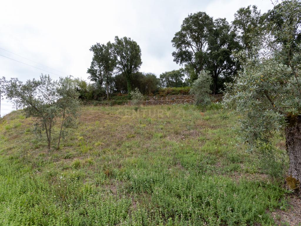 Terreno - Vila Nova de Poiares - Image 3