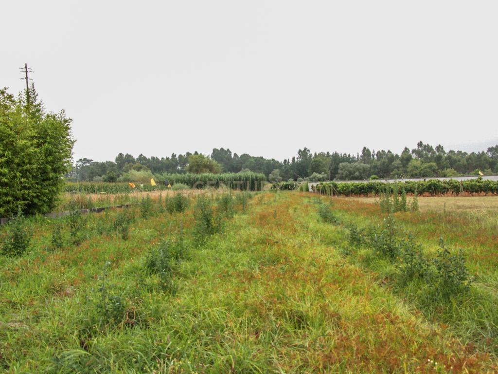 Terreno na Marinha da Guia com Viabilidade de Construção - Image 1