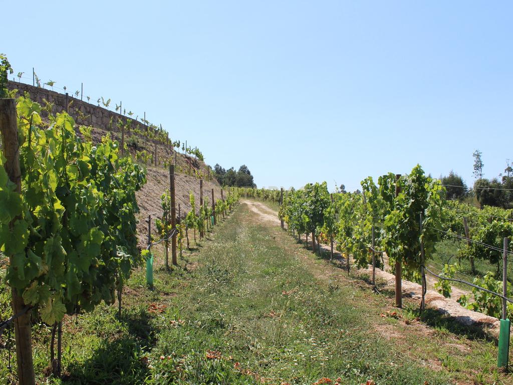 Quinta da Cerqueda, Santo Tirso - Image 9