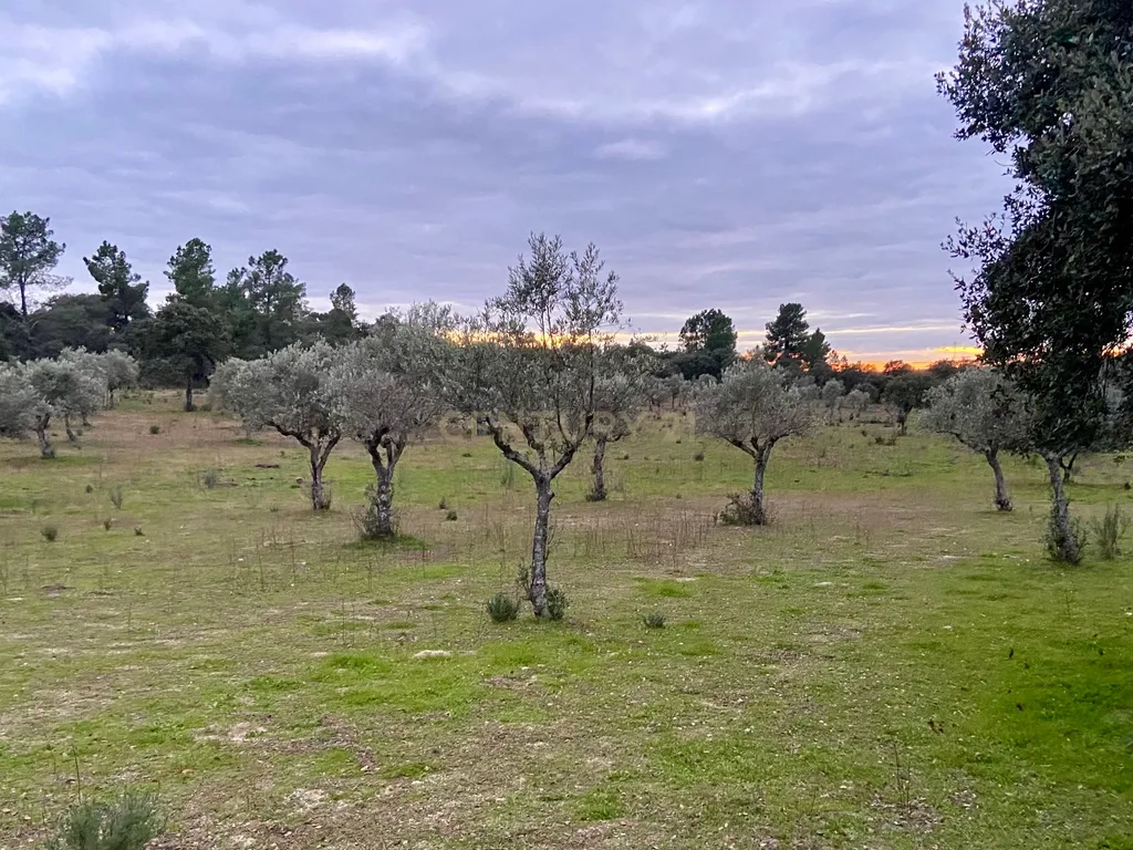 Terreno rústico com 4,5 hectares em Martianas – Orca - Fundão - Image 15