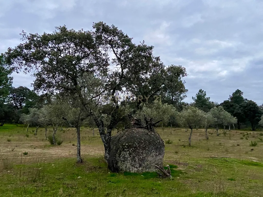 Terreno rústico com 4,5 hectares em Martianas – Orca - Fundão - Image 18