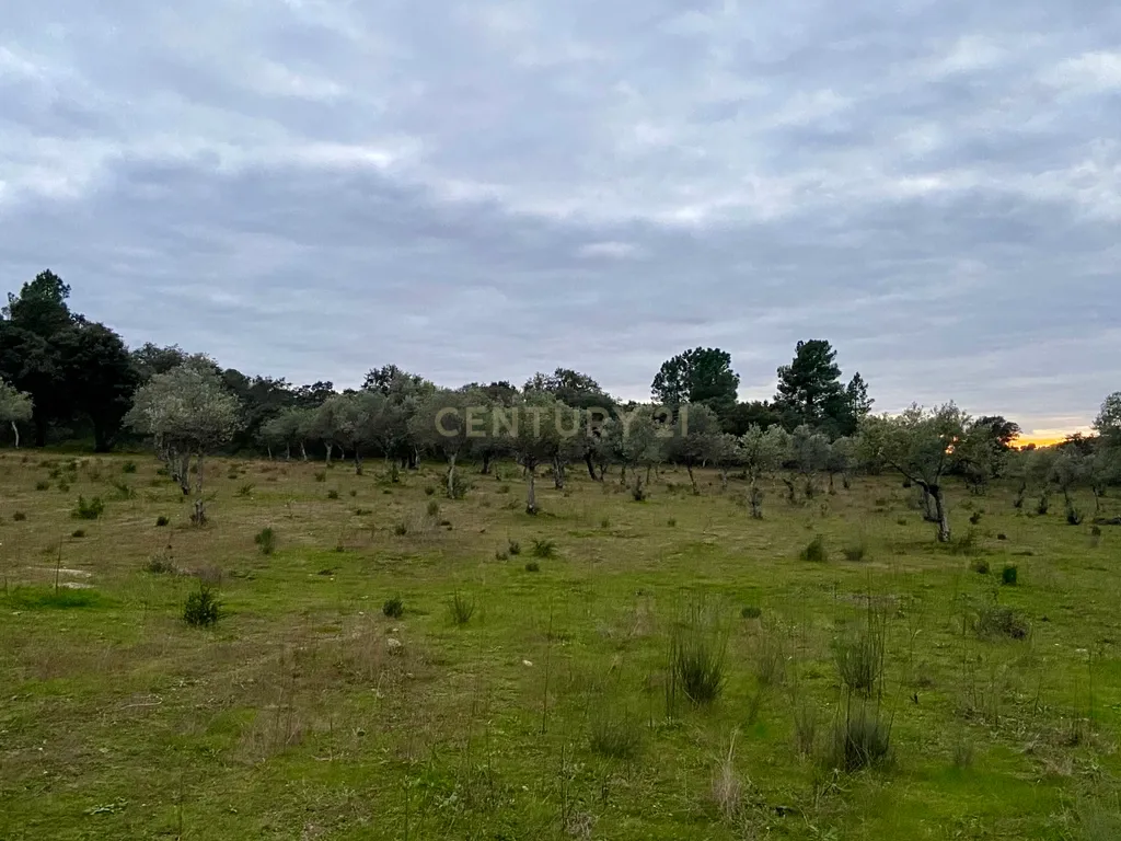 Terreno rústico com 4,5 hectares em Martianas – Orca - Fundão - Image 16