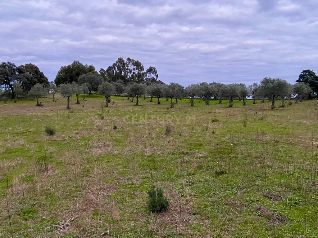Terreno rústico com 4,5 hectares em Martianas – Orca - Fundão - Image 17