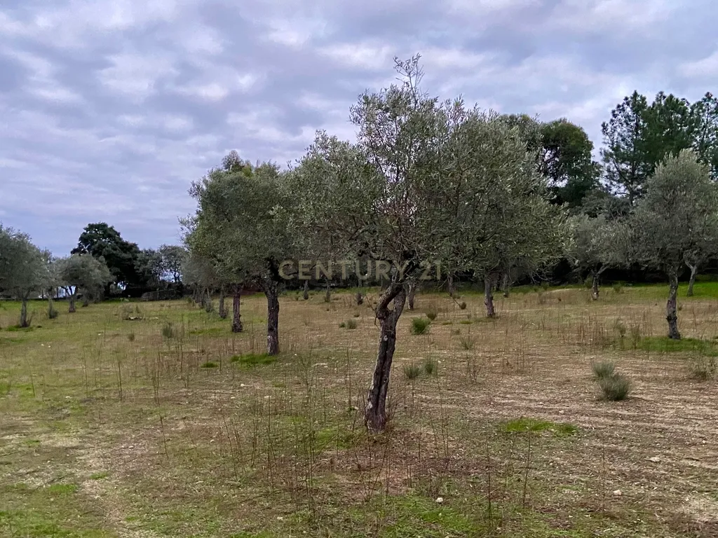 Terreno rústico com 4,5 hectares em Martianas – Orca - Fundão - Image 9