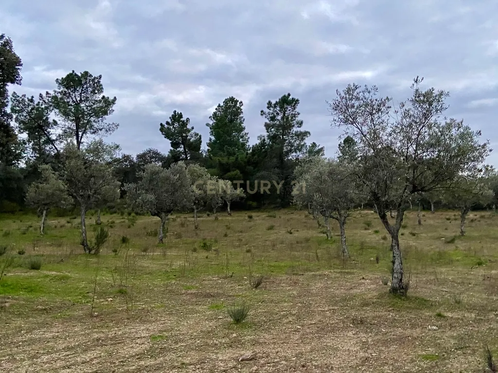 Terreno rústico com 4,5 hectares em Martianas – Orca - Fundão - Image 10