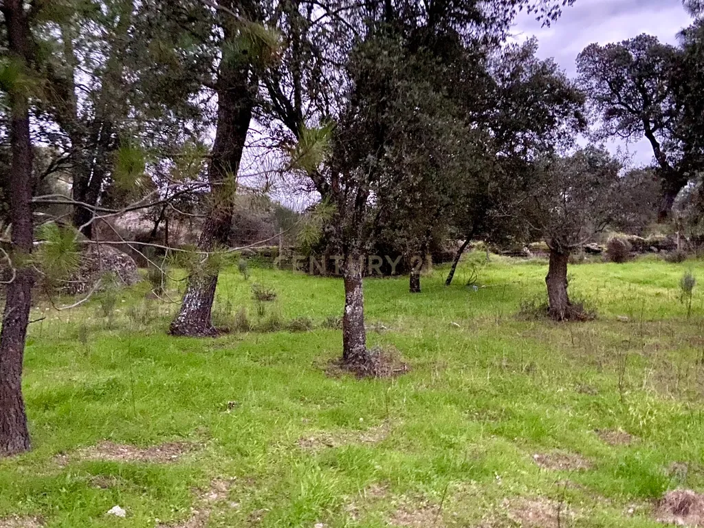 Terreno rústico com 4,5 hectares em Martianas – Orca - Fundão - Image 8