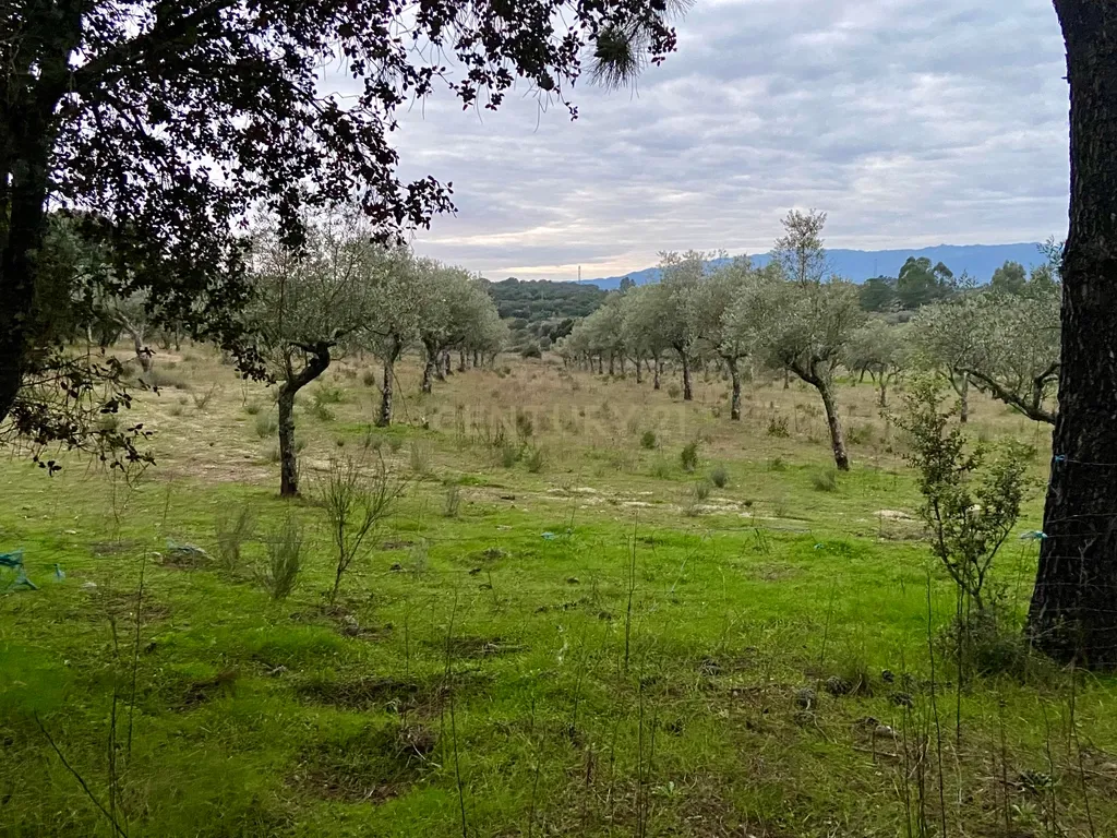 Terreno rústico com 4,5 hectares em Martianas – Orca - Fundão - Image 13
