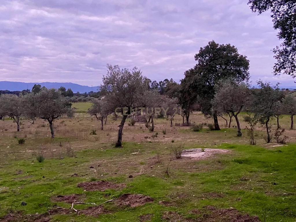 Terreno rústico com 4,5 hectares em Martianas – Orca - Fundão - Image 12