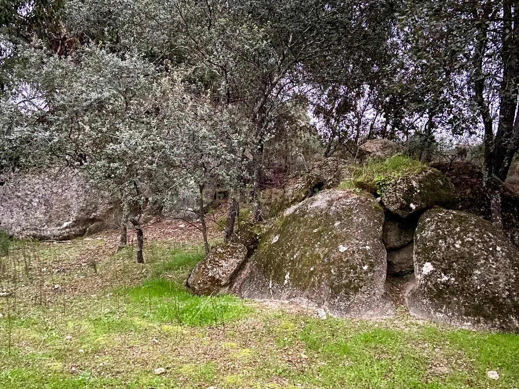 Terreno rústico com 4,5 hectares em Martianas – Orca - Fundão - Image 11