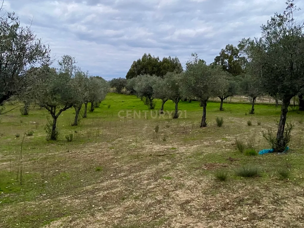 Terreno rústico com 4,5 hectares em Martianas – Orca - Fundão - Image 3