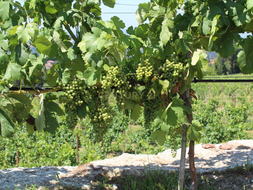 Quinta da Cerqueda, Santo Tirso - Image 29