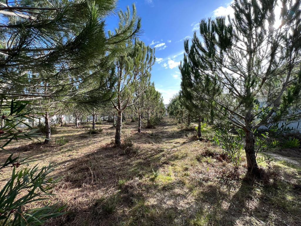 Terreno com Viabilidade de Construção, Monte Real - Image 7