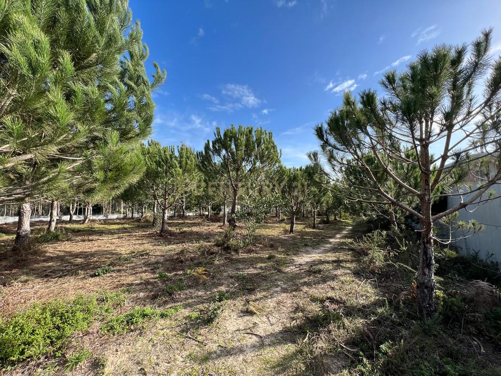Terreno com Viabilidade de Construção, Monte Real - Image 6