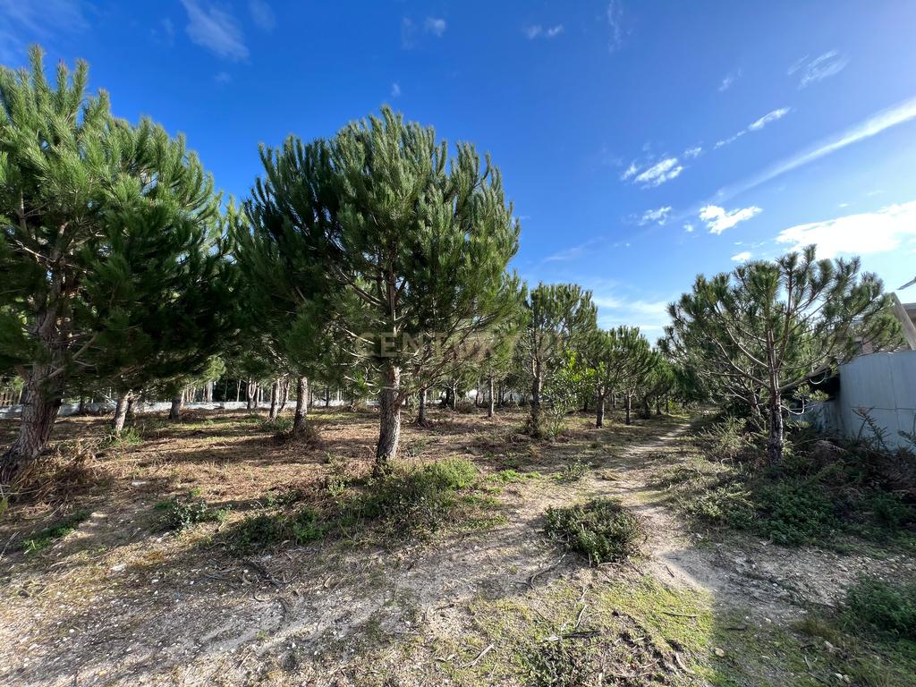 Terreno com Viabilidade de Construção, Monte Real - Image 1